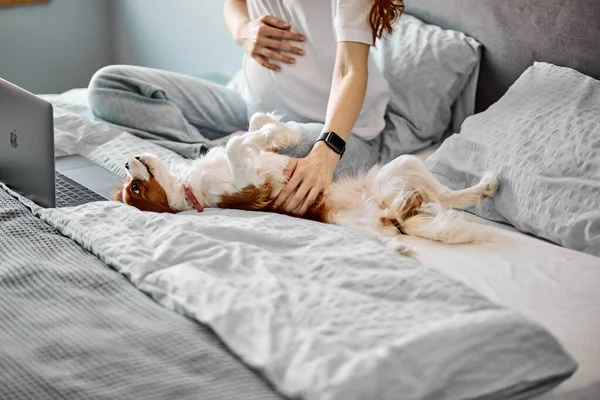 Pretty pregnant lady sit on bed playing with pet dog in bright cozy bedroom. cropped redhead female having rest with domestic animal, at home. family, pregnancy, animals, leisure concept