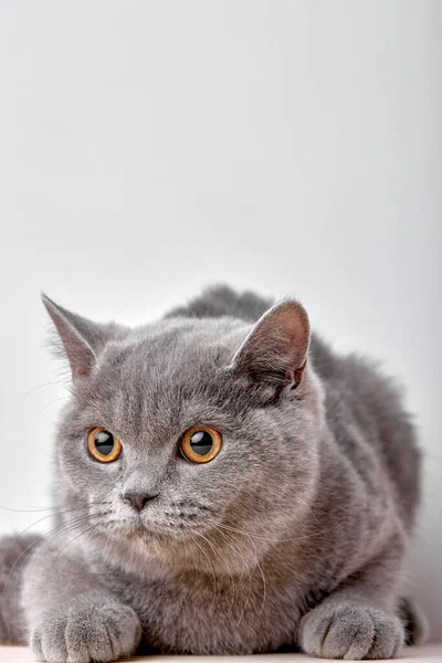 portrait of british gray cat on white background sits quietly and looks with interest. purebred pet cat for advertising feed. serious confident pet close up.