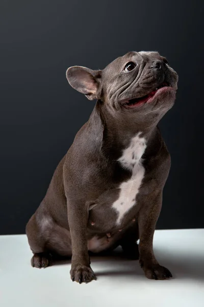 guilty looking puppy, french bulldog puppy looking up with guilty expression, close-up portrait of french bulldog posing isolated on black background, copy space