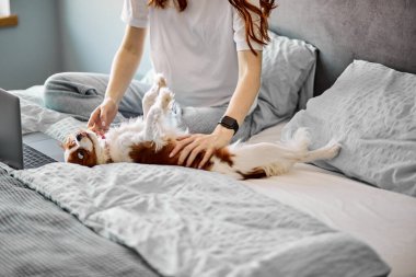 Pretty pregnant woman sit on bed playing with pet dog in bright cozy bedroom. cropped redhead female having rest with domestic animal, at home. family, pregnancy, animals, leisure concept