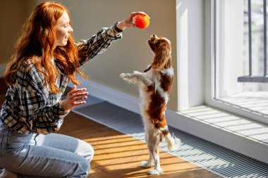 Female owner playing with joyful dog at home, happy young redhead woman enjoying games with cute puppy. Redhead lady in casual wear is Playing with dog, in domestic atmosphere, sunny cozy room