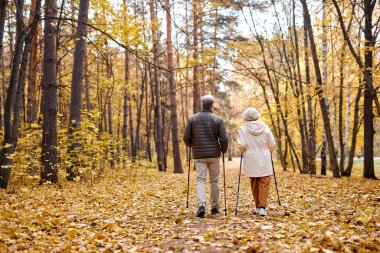 Rear view on elderly couple in love engaged in Nordic walking going in autumn nature park, forest. Concept of active elderly people during retirement. Everyday joy lifestyle without age limitation.