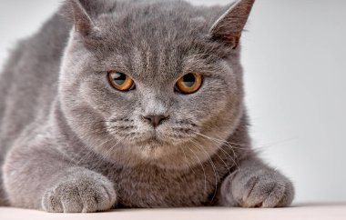 serious confident british gray cat cat lies. Isolated on abstract white background. Veterinary and advertising mockup. Detailed studio closeup portrait