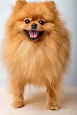 Şirin kahverengi Pomeranian Spitz Köpeği, beyaz arka planda kameraya poz vermiş güzel bir evcil hayvan, dikkat istiyor.