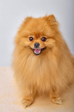 Minyatür küçük Pomerenian tükürük köpeği. Şirin Pomeranya kırmızısı köpek stüdyo arka planında izole edilmiş. Neşeli evcil hayvanın portresi. Eğleniyor, çok meraklı görünüyor.