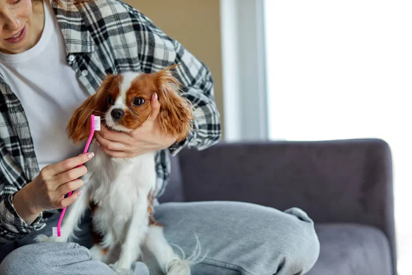 Cute Cavalier king charles spaniel brushing teeth by woman owner, cropped redhead young female using teeth brush and cleaning dog, take care pet at home concept. indoors in cozy living room