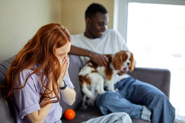 Redhead woman sneezing by allergy of pet dog, black guy sit holding king spaniel in the background. caucasian female and black american male at home in bright cozy living room. family, friendship