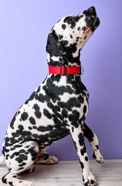 Purebred Dalmatian Dog, puppy, home lover Looking up isolated over purple background in studio. Young cute pet puppy with spotted body sitting alone, portrait copy space