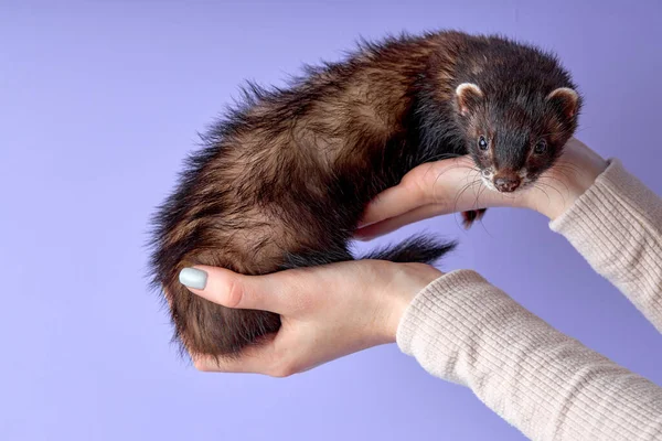 brown fluffy domestic ferret in woman hands, close-up, adorable domestic animal isolated in studio on purple background, copy space, exotic pet and people concept