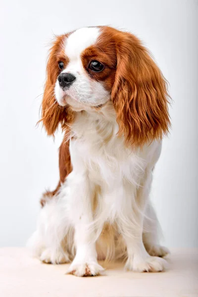 Little dog Cavalier King Charles Spaniel looking at side, sad unhappy puppy posing in studio with copy space and place for text on white background. Lovely pet, small doggy.