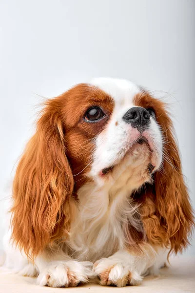 Little shy dog Cavalier King Charles Spaniel looking at side wondering, exploring place. purebred cute pet animal with red fur alone posing at camera, isolated on white