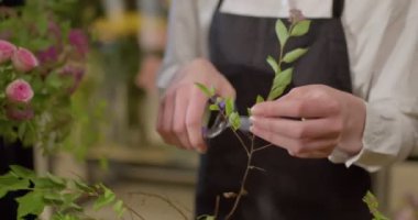 Çiçekleri makasla kesen ve çiçek buketi tasarlayan çiçekçi kadının elleri. Çiçekçide güzel renkli çiçekler. Siyah önlüklü yetenekli bir kadın müşteriler için buket yapıyor.