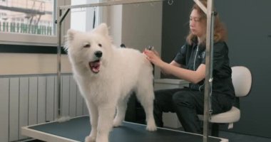 Kadın kuaför büyük beyaz bir köpeği tarar, genç kadın evcil hayvanla ilgilenir. Yaşamsal, faizli, serbest boş zaman yavaş çekim