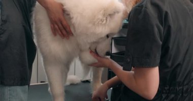 Kadın kuaför Bakım Salonu 'nda köpek tırnağı kesiyor. Pençeleri buduyorum. Manikür ve pedikür için. Husky kesmeyi sever, kadın eli, avuç içi yalamayı.