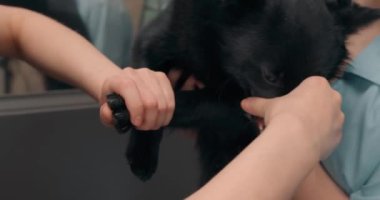 Keskin dişleri olan zalim, dost canlısı olmayan siyah köpek ağzını açarken kuaför ve hayvan sahibi pençelerini kesmeye çalışırken, kesilen ağır çekimleri kapatıyor.
