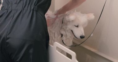 Kadın tımar köpekleri ıslak vücutla masaj yapıyor, yakın çekim. Ağır çekimde, kuaförde şampuanlı veteriner köpeği yıkıyor..