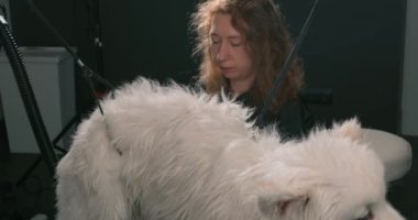 Dişi tımarcı düğümleri ve dolanıklıkları ortadan kaldırarak bütün köpekleri fırçalıyor. Yakın çekim
