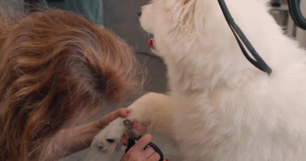 Duży Puszysty Biały Pies Dostaje Pazury Przycięte Przez Weterynarza Klinice — Wideo stockowe