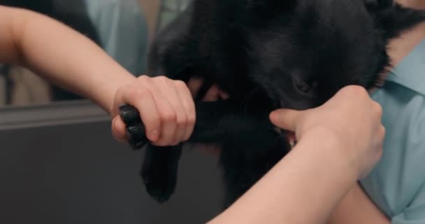 Cruel Enojado Perro Negro Hostil Con Dientes Afilados Abrir Boca — Vídeo de stock