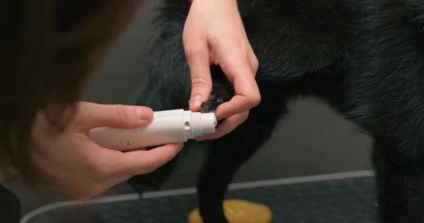 長い爪を持つ黒いSchipperke犬が獣医クリニックに運ばれました 獣医師ははさみで爪をトリムし 粉砕機で鋭い先端をカット — ストック動画
