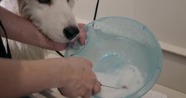女性用のボウルシャンプーを用意して ペットを洗うための泡を撃たれた 特定の製品を使用した風呂の準備 — ストック動画
