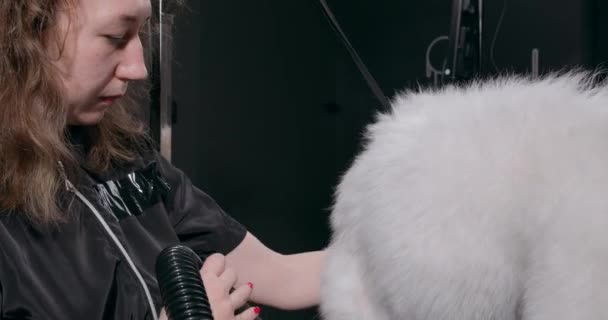 迷人的美容师用吹风机把哈士奇犬弄干 慢动作 — 图库视频影像