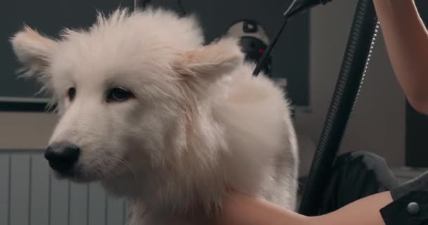 若い女性の美容師と白人のハスキーを切り取った 白い犬の群れ — ストック動画