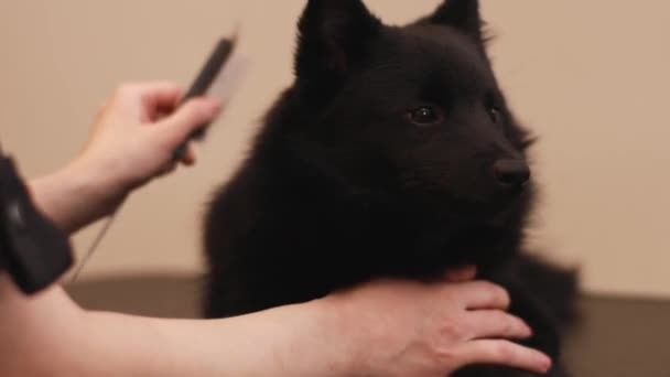 Πρώτο Βήμα Της Διαδικασίας Καλλωπισμού Κατοικίδιων Ζώων Γυναίκα Προετοιμασία Σκύλου — Αρχείο Βίντεο