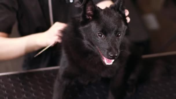 Sahibi Elinde Makasla Evcil Hayvan Kürkünü Tarıyor Tatlı Köpek Masada — Stok video