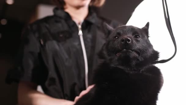 Uroczy Czarny Pies Strzyże Się Salonie Pielęgnacyjnym Pet Spa Zbliżenie — Wideo stockowe