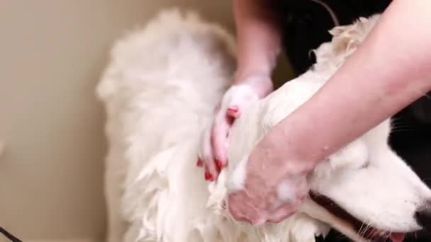 Pemilik Perempuan Mencuci Telinga Hewan Peliharaan Dengan Shampo Menutup Gerakan — Stok Video