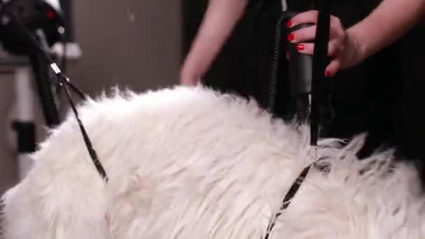 Собаки Салону Краси Смішний Пухнастий Білий Собака Доглянуті Процедури Зооцентрі — стокове відео