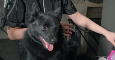 Kuaförde tımar prosedürü. Bayan veteriner köpeklerin gözlerini pamuklu bezle siler. Yakın plan kırpılmış görüntü yavaş çekim hobi hayvan bakımı
