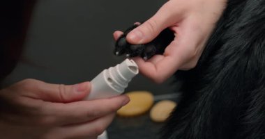 Elektrikli kazı kazanla köpek tırnağı kesmek. Köpek bakımı. Kız eli köpek tırnağını keser. Kırpılmış çekim yavaş çekim yakın çekim