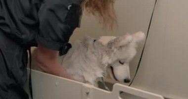 Tanınmayan kadın hayvan sahibi evde evcil hayvan kürkünü dikkatlice yıkıyor. Köpek eğleniyor, su prosedürlerinden zevk alıyor.