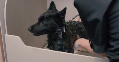 Siyah güzel köpek evde banyo yapıyor. Yakın çekim yavaş çekim.