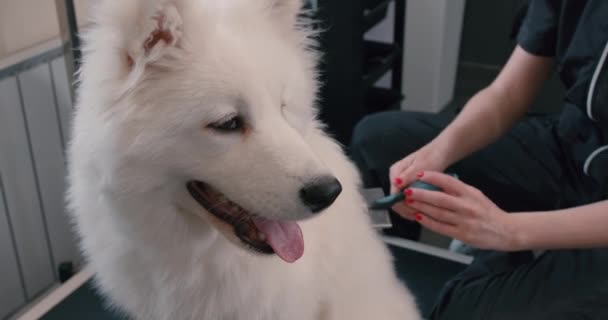 Vit Fluffig Hund Njuter Borstning Kamning Process Sibirien Samoyed Vit — Stockvideo