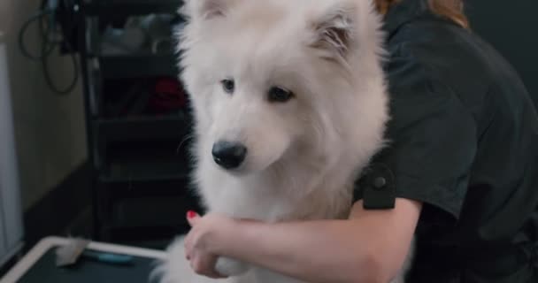 Γυναίκα Ιδιοκτήτρια Ταΐζει Ένα Λευκό Μεγάλο Σκυλί Στο Σαλόνι Ζώων — Αρχείο Βίντεο