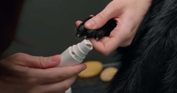 Clipagem Unhas Cães Com Arranhador Elétrico Preparação Cães Mãos Das — Vídeo de Stock