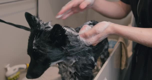 Νεαρή Γυναίκα Πλένει Κατοικίδιο Ζώο Της Σφουγγάρι Και Σαμπουάν Κοντά — Αρχείο Βίντεο