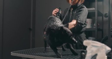 Köpekler için kuaförde tımar yapmak üzere masaya yatırılmış ıslak siyah köpek. Profesyonel bir saç kurutma makinesiyle köpekleri kurutan kadın tımarcı. profesyonel tımar endüstrisi