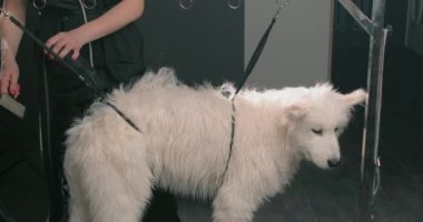 Evcil hayvanlar için kuaförde profesyonel saç bakımı, kadın kuaför beyaz Husky yakın çekim saç kurutma