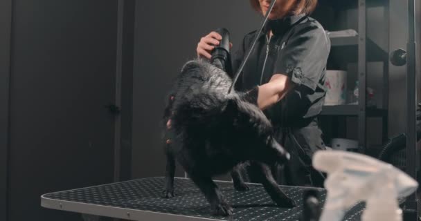 Natte Zwarte Hond Tafel Voor Het Verzorgen Schoonheidssalon Voor Honden — Stockvideo
