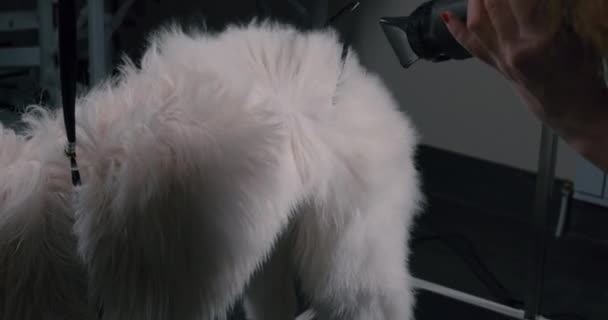 Женщина Сдувает Мех Белых Собак Процесс Придания Собаке Свежего Полного — стоковое видео