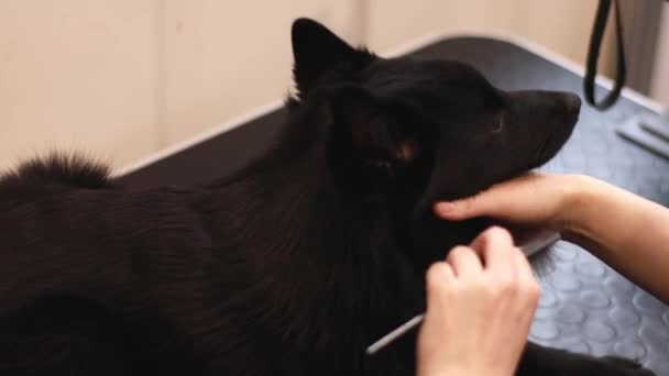 Professional Master Groomist Combing Black Dog Professional Comb Pets Combs — Stock Video