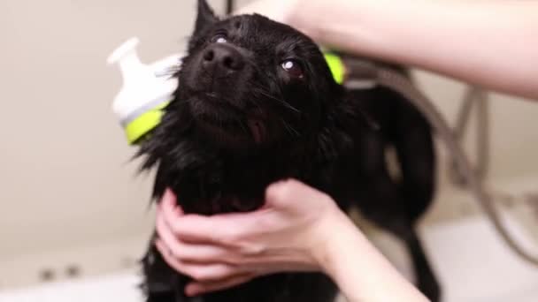 Profesyonel Tımar Endüstrisi Kadın Sahibi Durulanır Siyah Köpeğin Şampuanlarını Temizler — Stok video