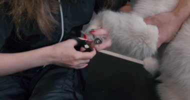 Beyaz tüylü Husky, kuaförde ve kaplıcada makasla tırnaklarını kestiriyor, kırpılmış manzarayı kapatıyor, ağır çekim