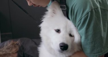 Süslü Husky 'yi tutan çekici kadın, dişi tımarcının pençelerini kesmesine yardım ediyor. Yakın çekim. Yavaş çekim küçük işletme