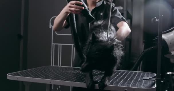 Kobieta Zajmująca Się Czarnym Psem Zdjęcie Bliska Dziewczyna Suszenie Stylizacja — Wideo stockowe