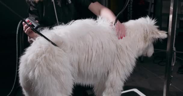 Спокойная Опрятная Собака Стоящая Столе Парикмахерской Высушивает Ветеринар Крупным Планом — стоковое видео